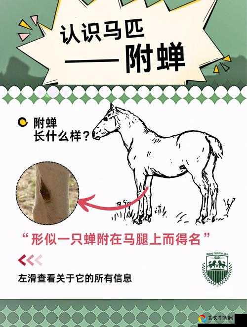 蝉蜕抓不到崩溃！教你5分钟速刷技巧_动物森友会蝉蜕隐藏条件全解析