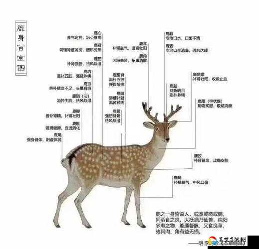 绝了！烟雨江湖少林鹿茸获取全攻略！小白3分钟速成隐藏路线