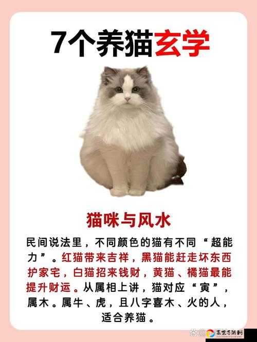 伊洛纳幸运神神仆黑猫好用吗？幸运神仆黑猫属性用法全解析