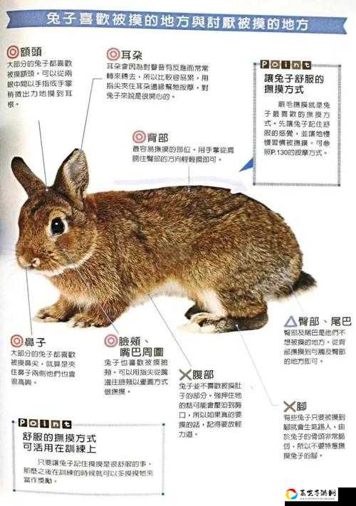 一小时人生兔子捕捉攻略来了！3分钟教会你快速抓兔兔