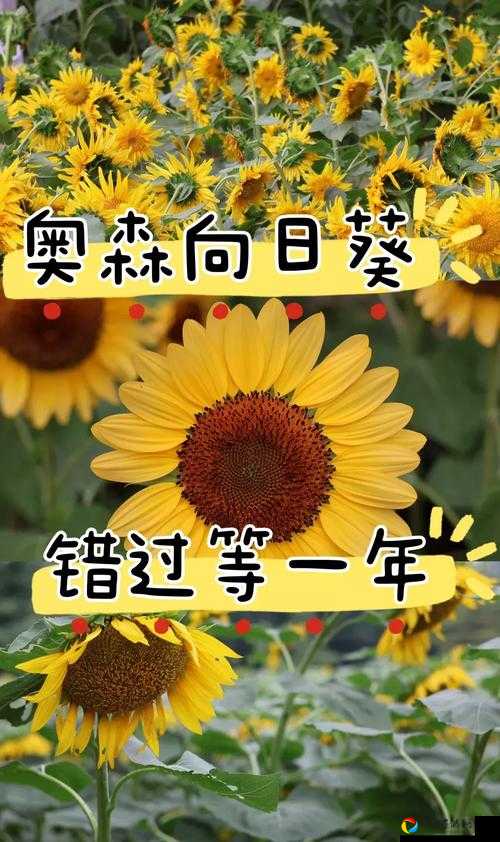 元宵节送玫瑰选谁？错过再等一年！楚留香2019送礼攻略全解析