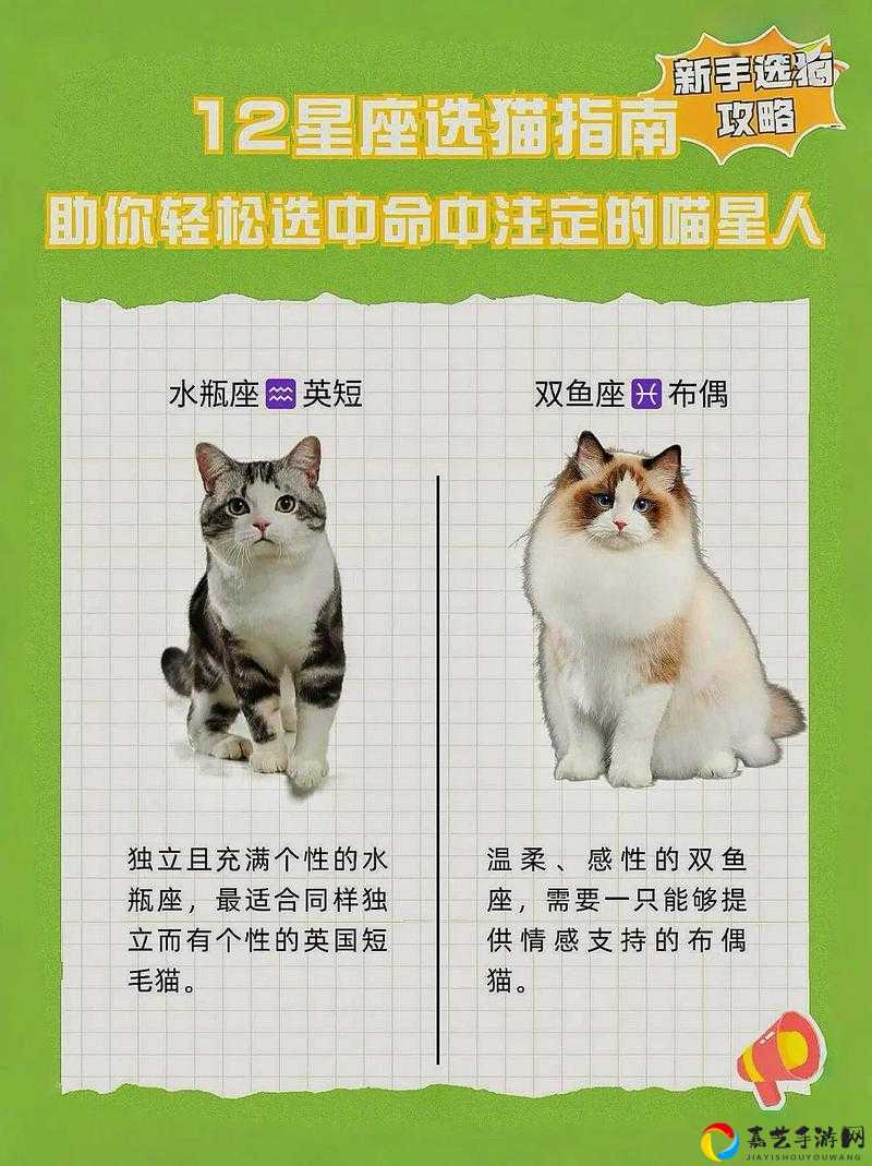 专属猫增益叠加技巧大揭秘！效果不生效的血泪教训你见过吗？