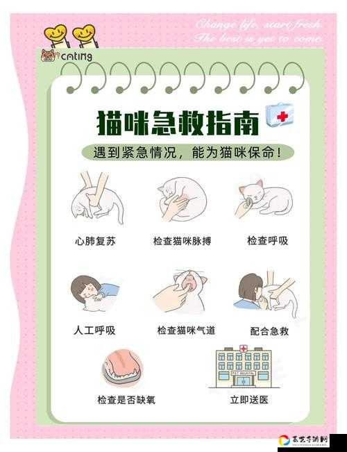 崩溃尖叫！宠物秘境总卡关？独家通关攻略速救
